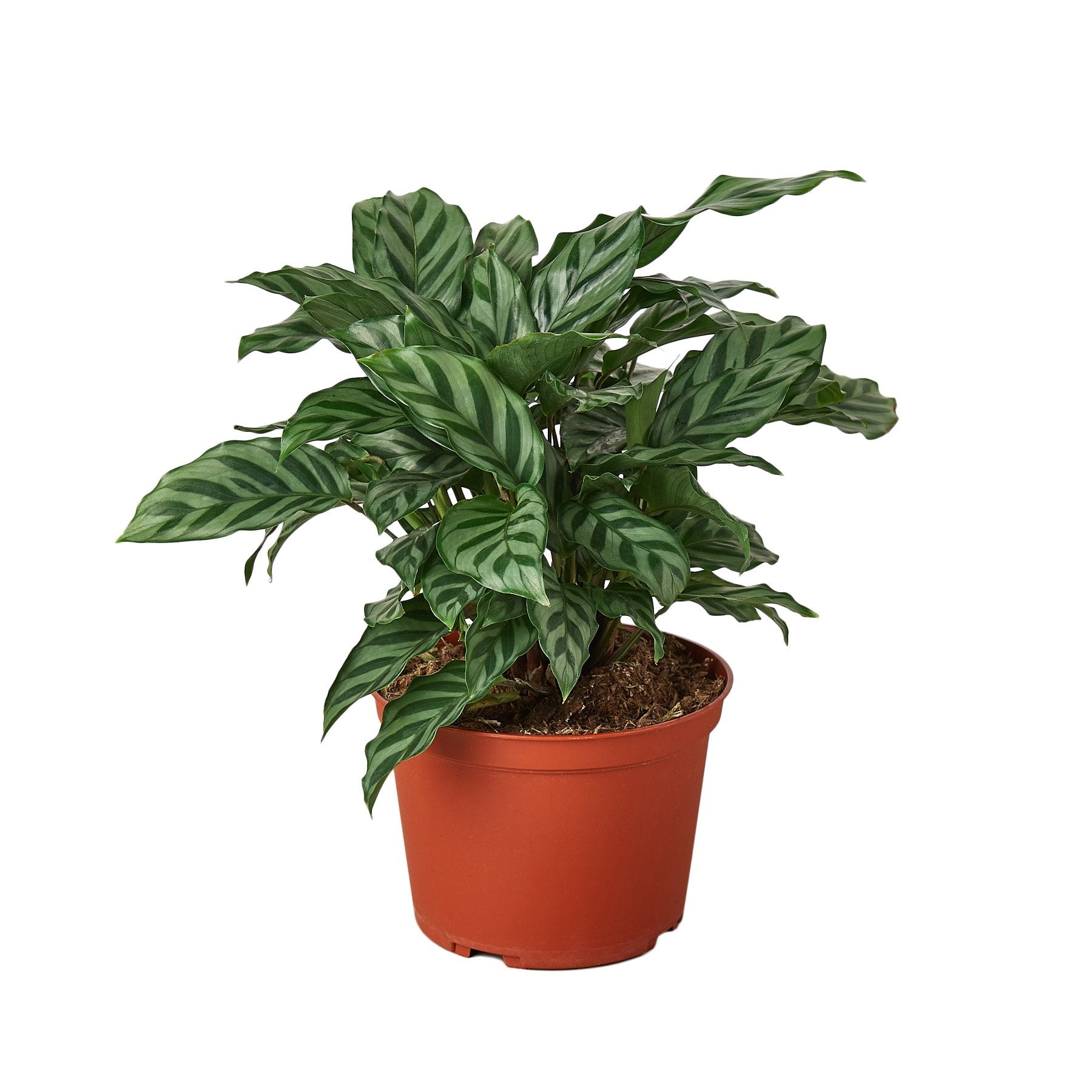 Calathea Concinna 'Freddie' - House Salad