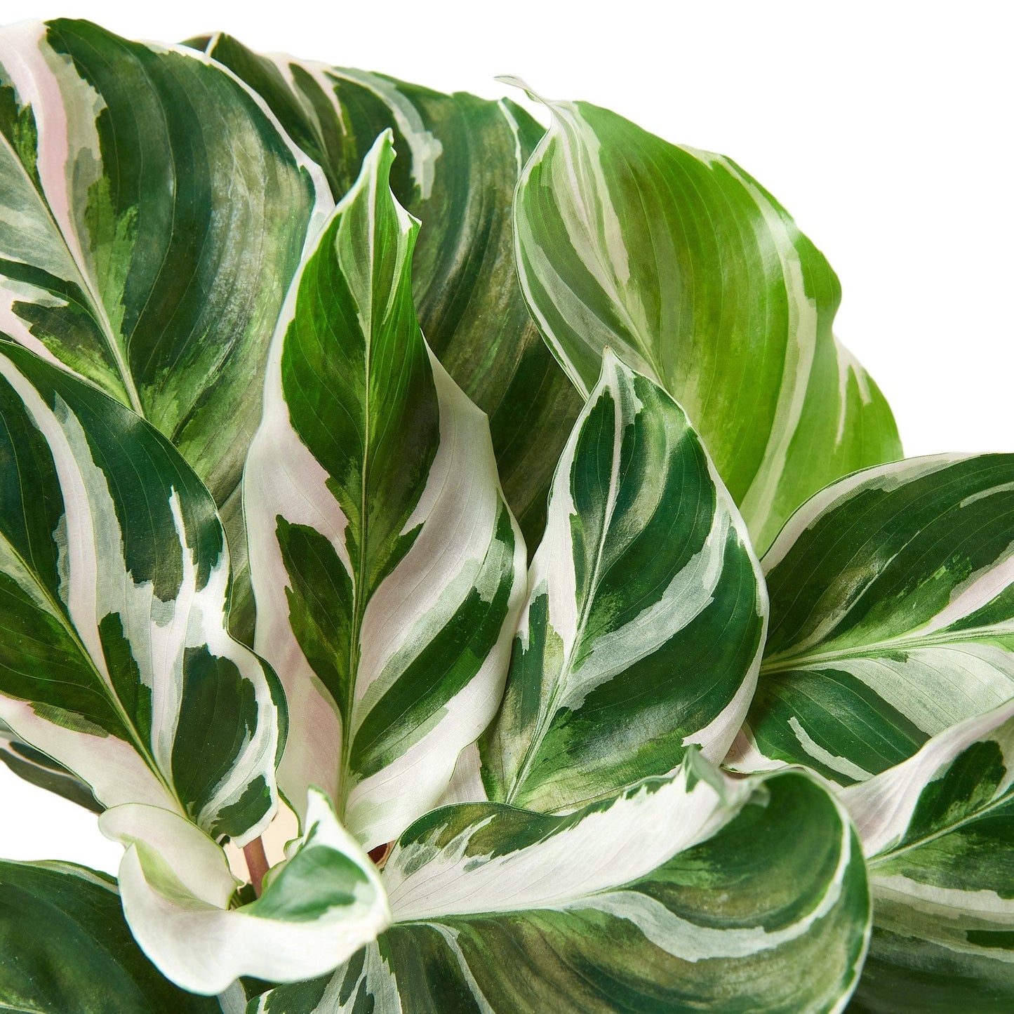 Calathea 'White Fusion' - House Salad