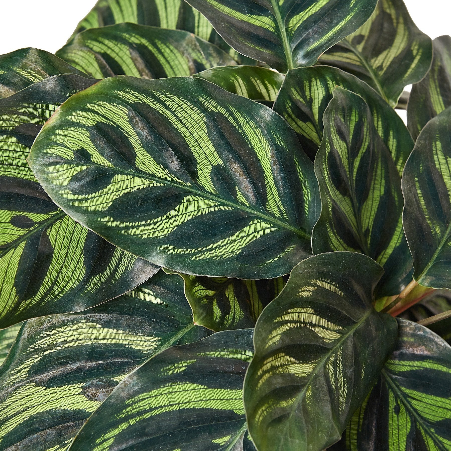 Calathea 'Makoyana' - House Salad