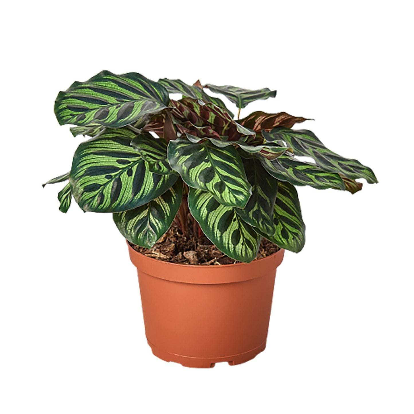 Calathea 'Makoyana' - House Salad