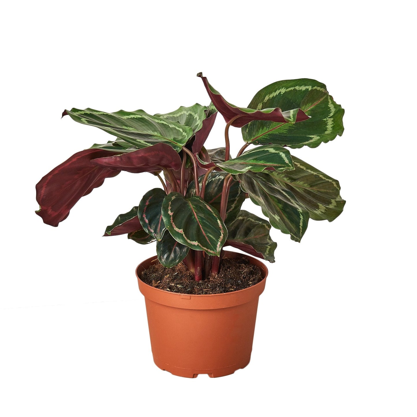 Calathea Roseopicta 'Medallion' - House Salad