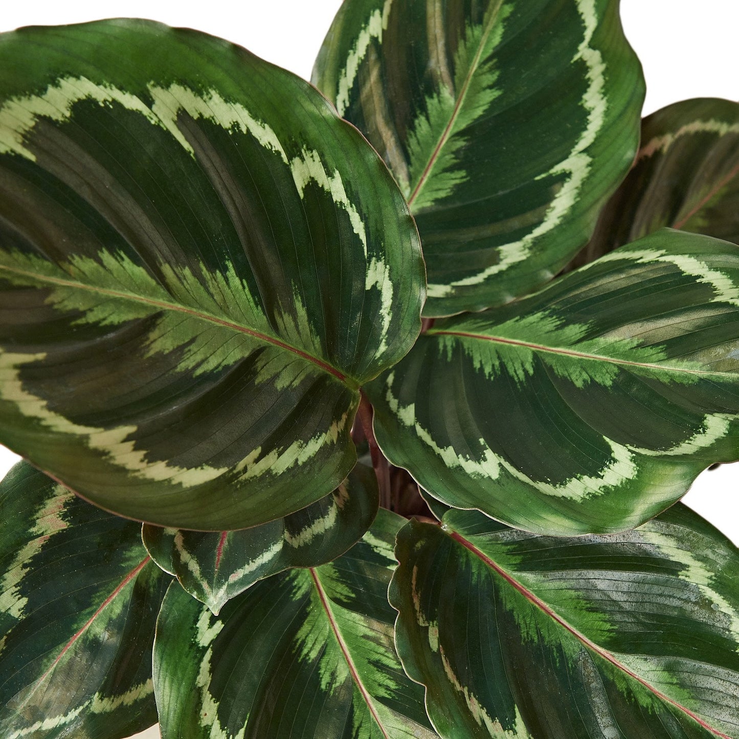 Calathea Roseopicta 'Medallion' - House Salad