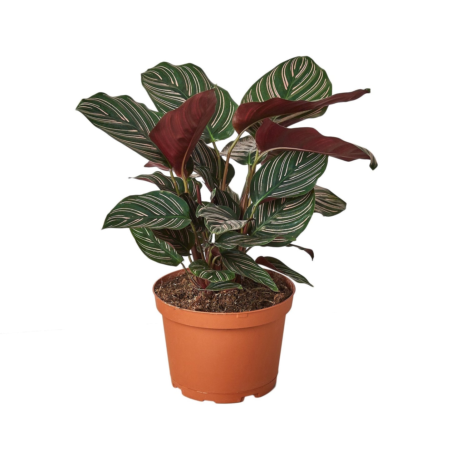 Calathea 'Ornata' - House Salad