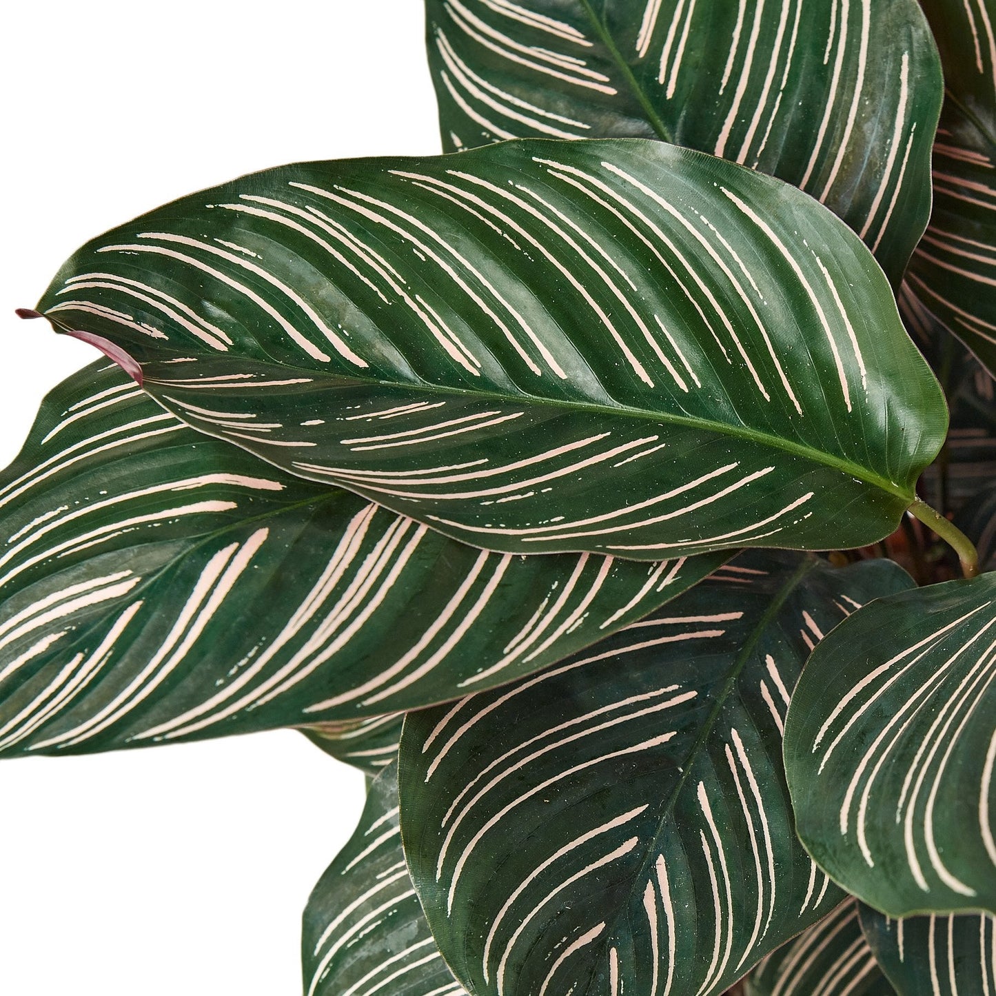 Calathea 'Ornata' - House Salad