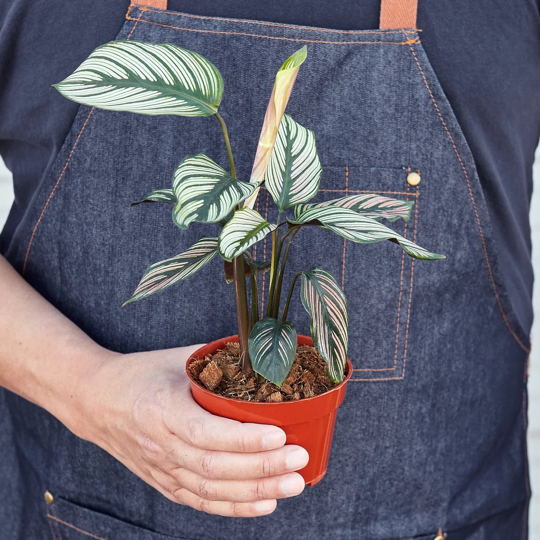 Calathea 'White Star' - House Salad