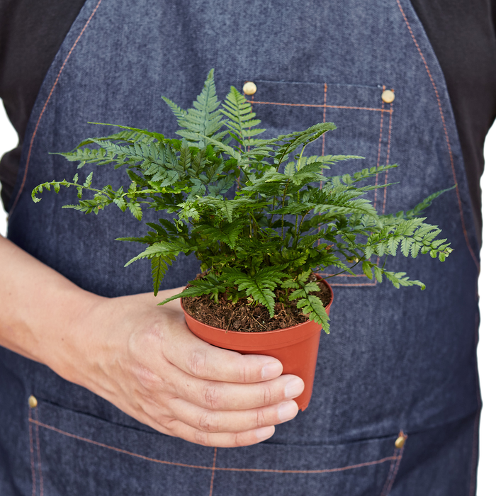 'Korean Rock' Fern - House Salad