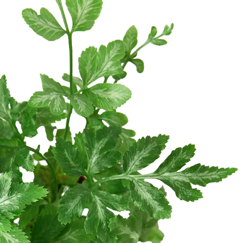 Fern 'Silver Lace' - House Salad