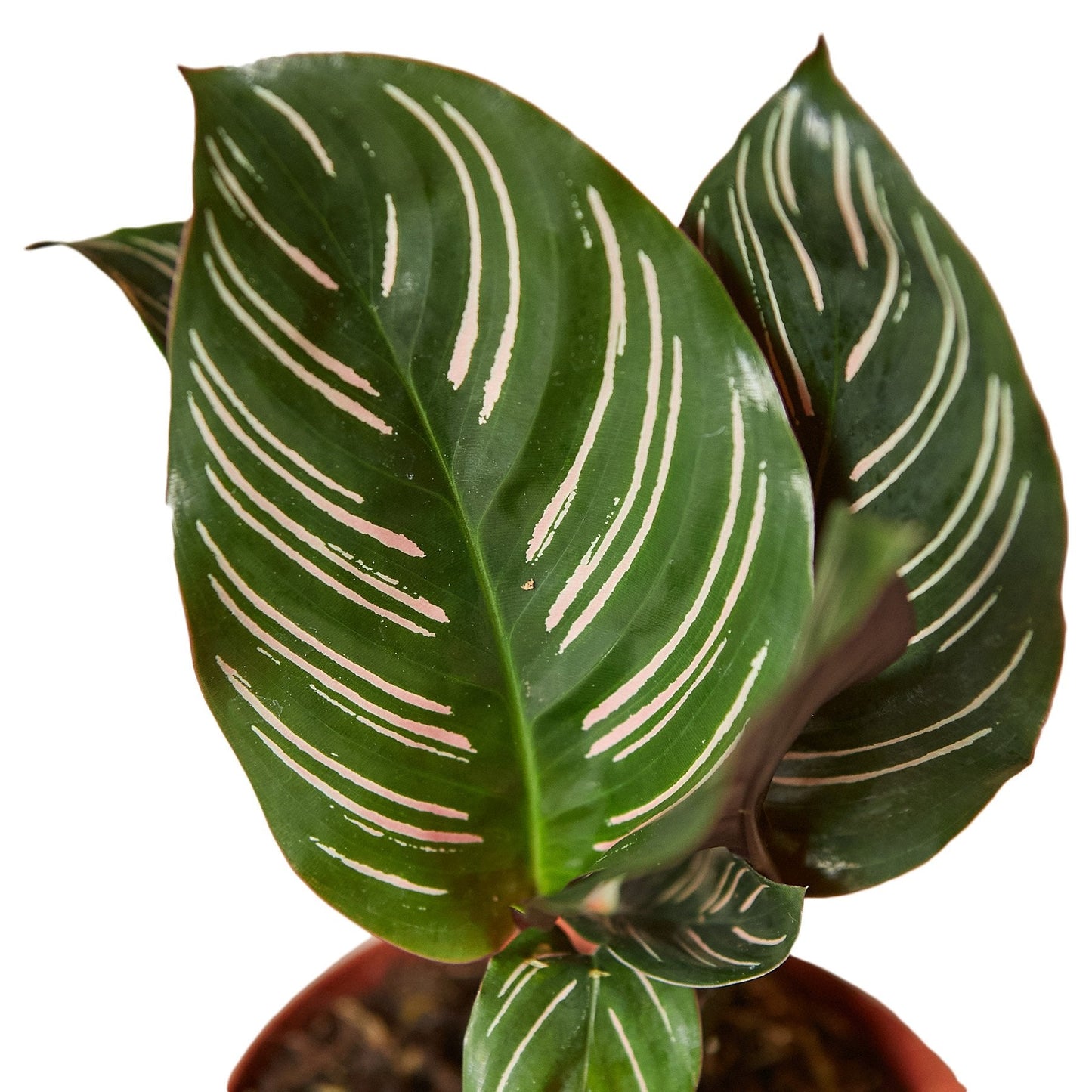 Calathea 'Ornata' - House Salad