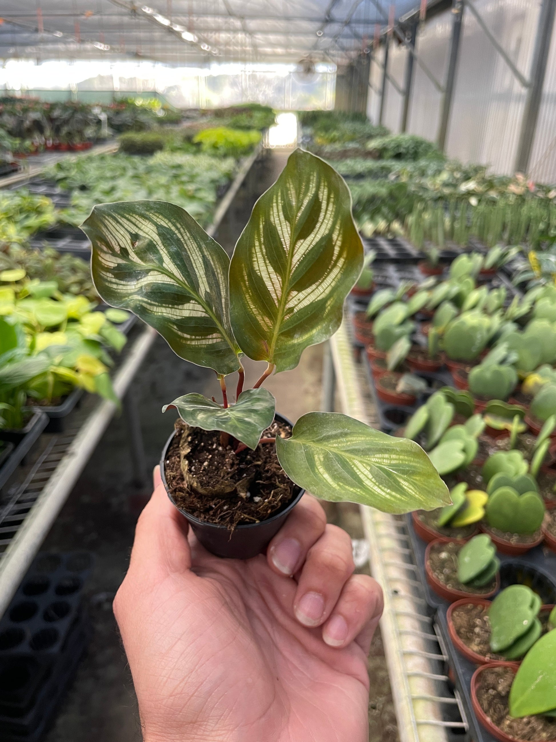 Calathea 'Makoyana' - House Salad