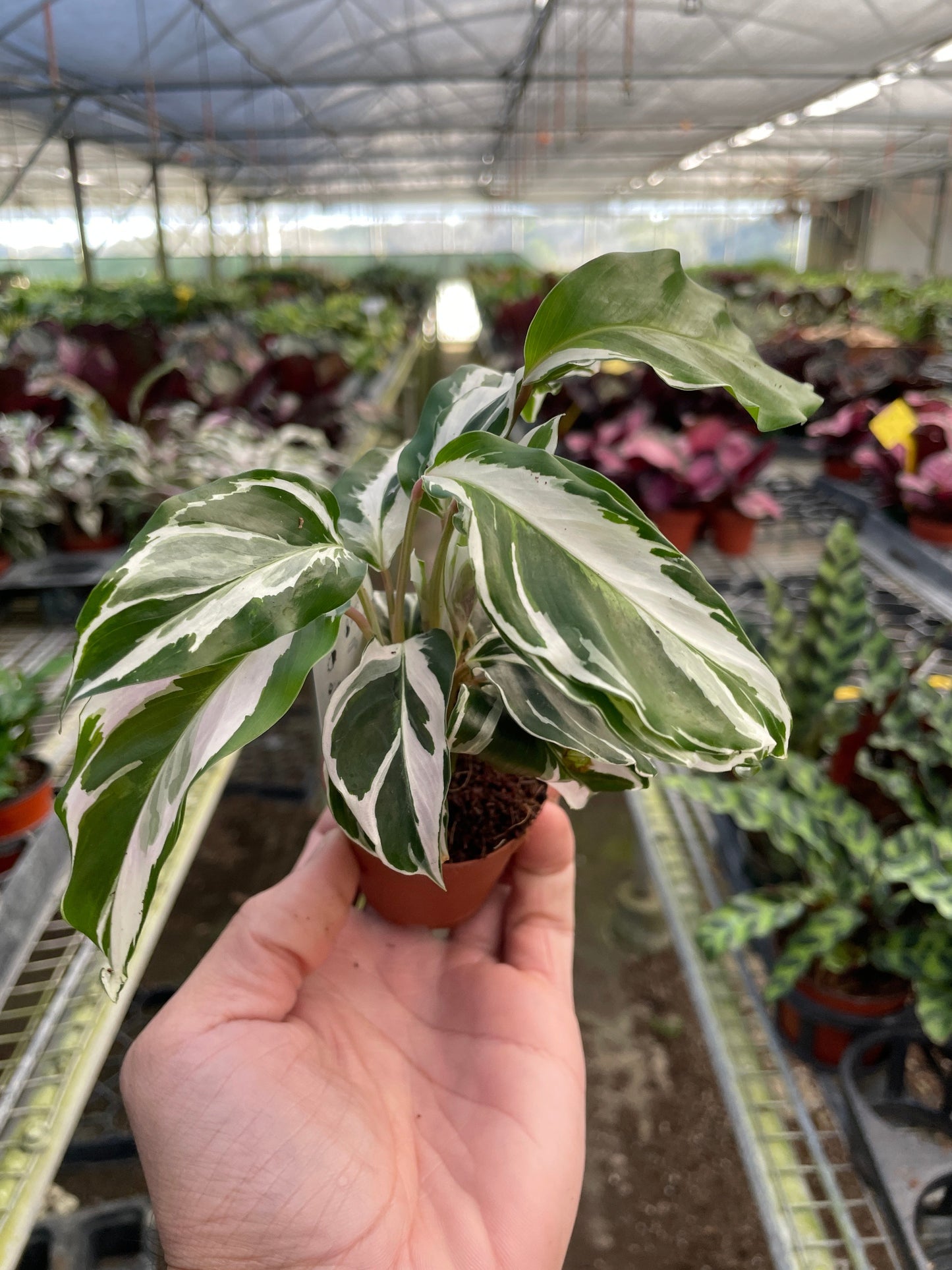 Calathea 'White Fusion' - House Salad