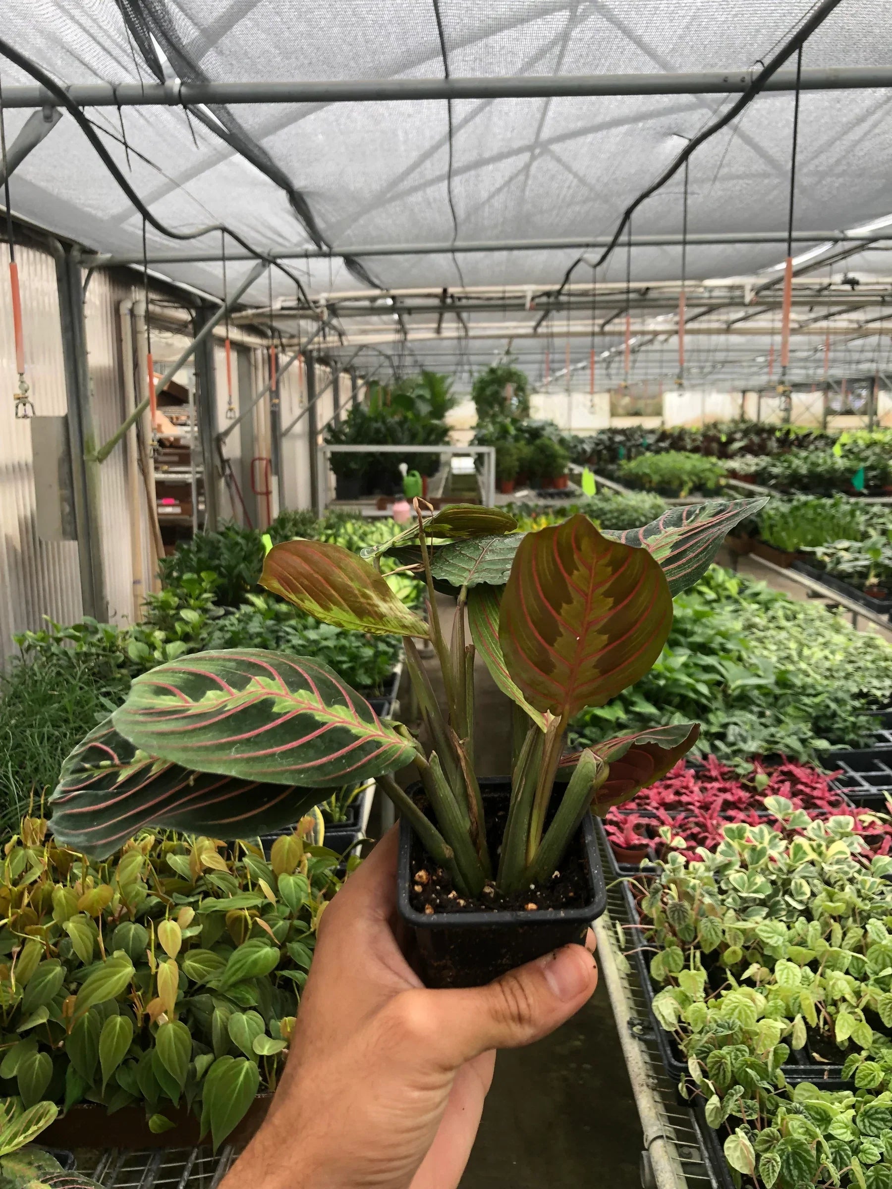 Maranta Red Prayer - House Salad