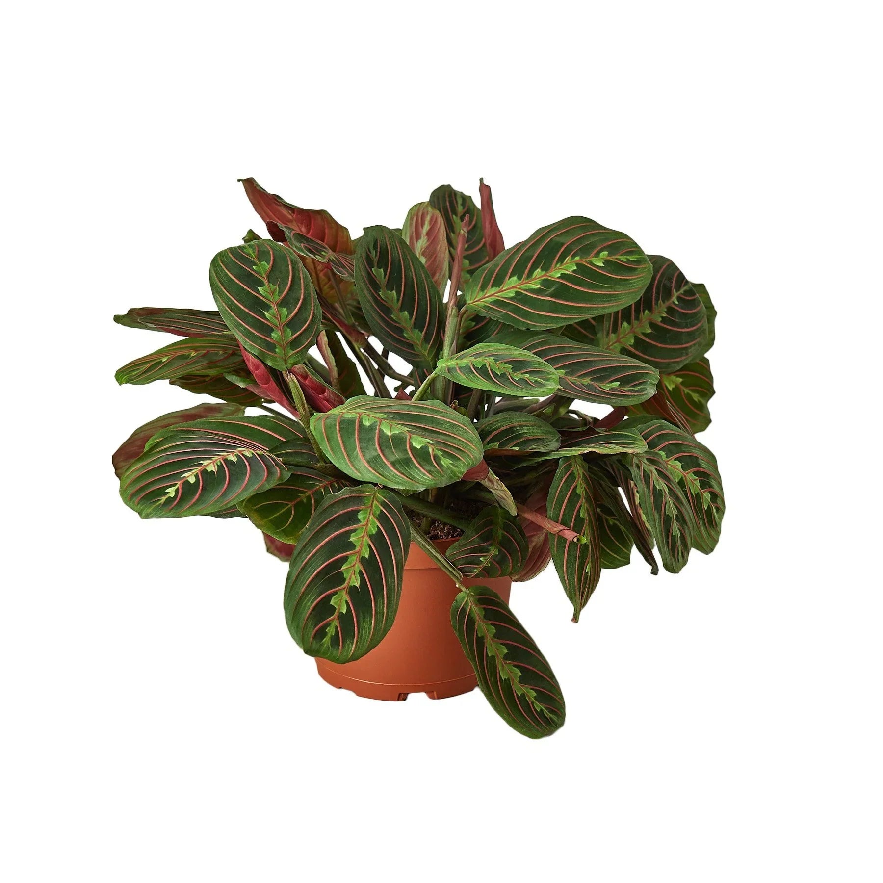 Maranta Red Prayer - House Salad