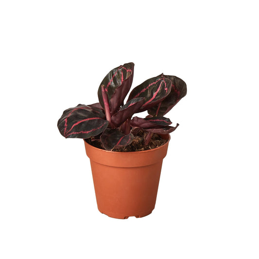 Calathea 'Dottie' - House Salad