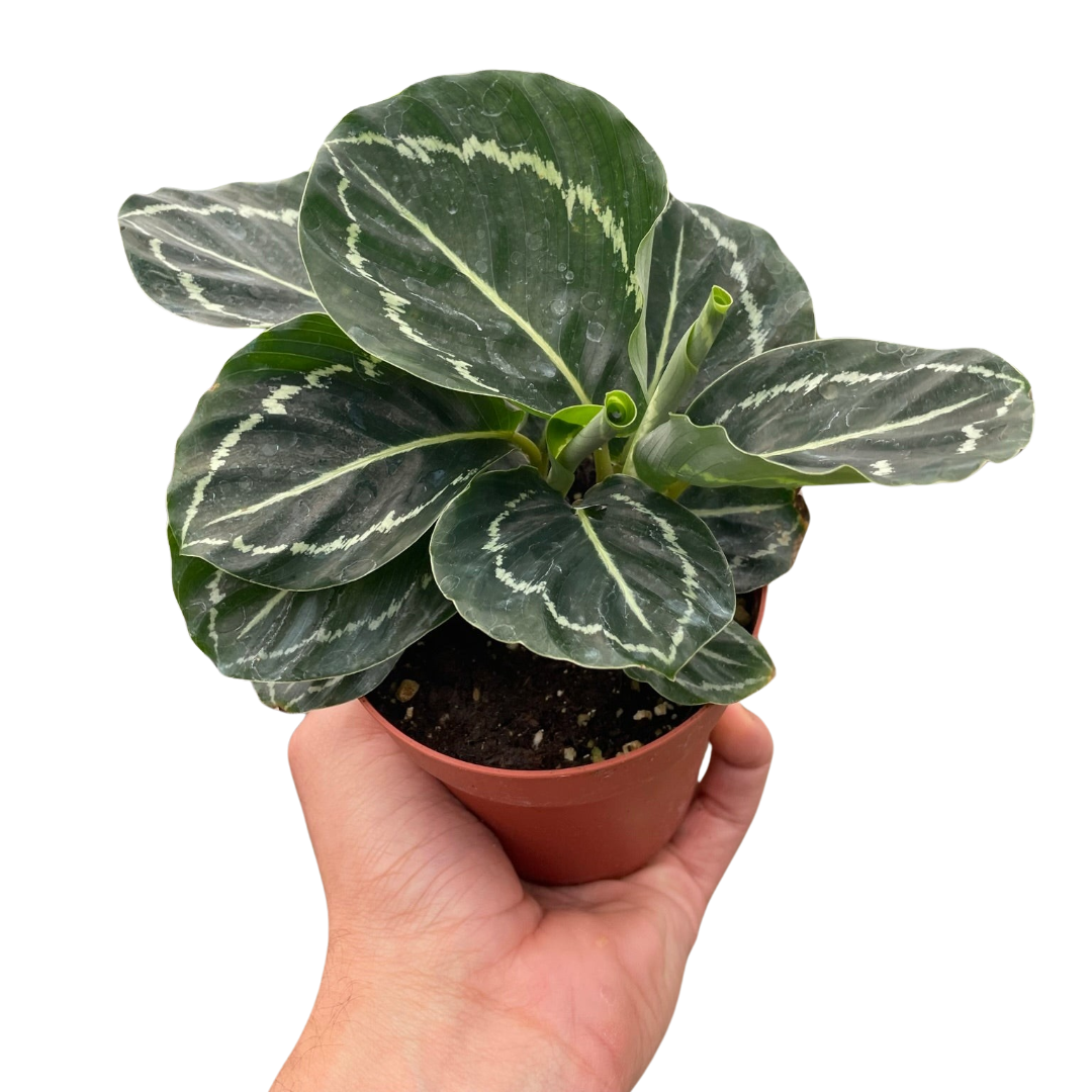 Calathea 'Green Goddess' - House Salad