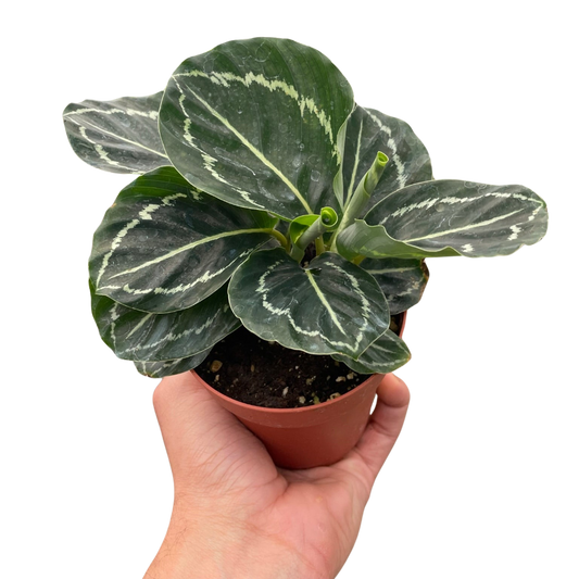 Calathea 'Green Goddess' - House Salad