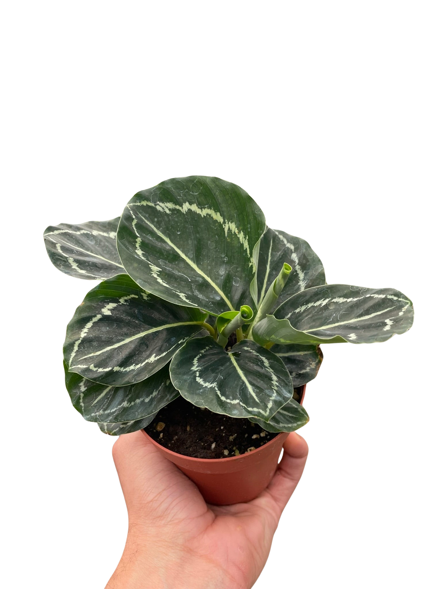 Calathea 'Green Goddess' - House Salad