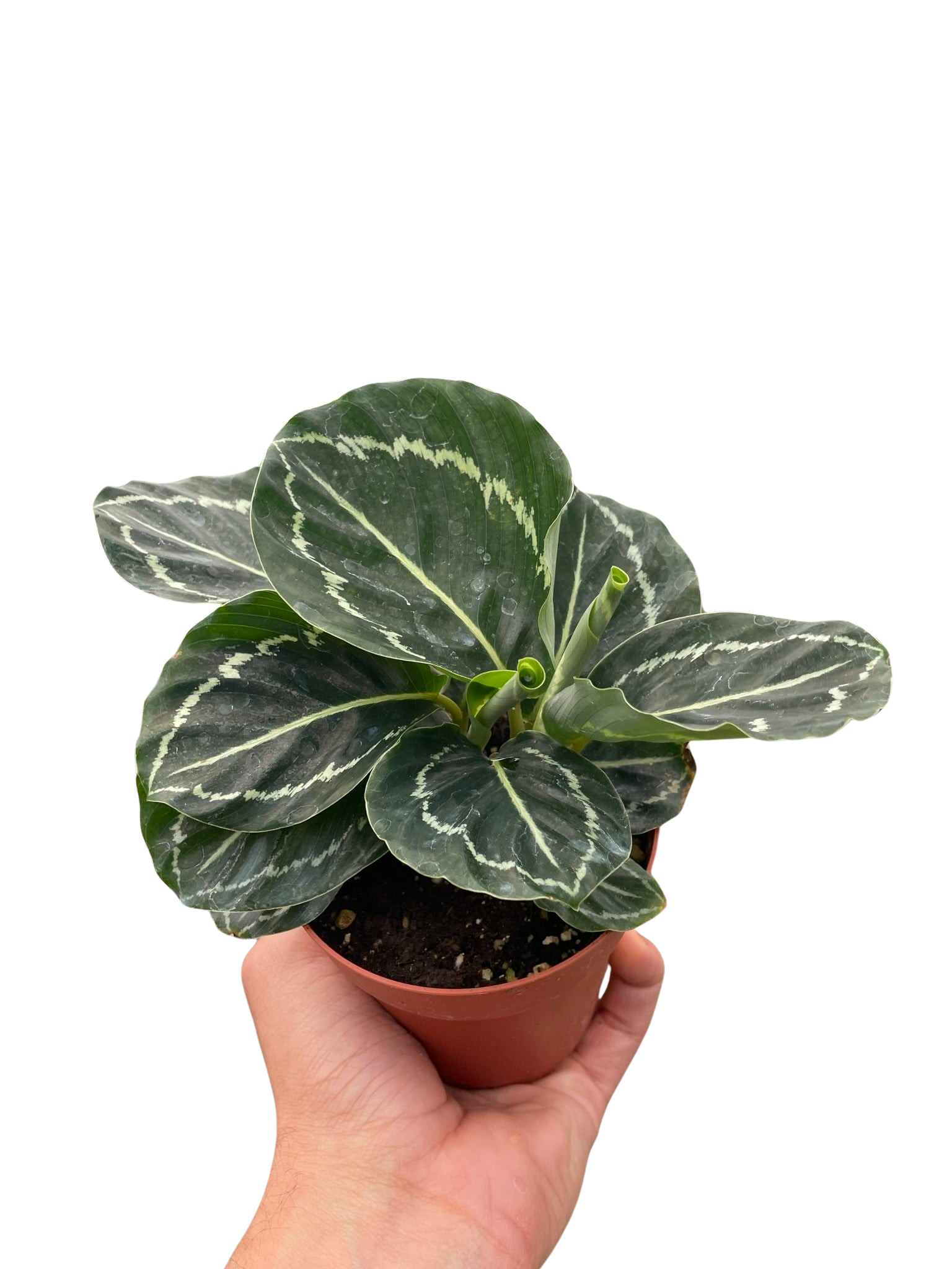 Calathea 'Green Goddess' - House Salad