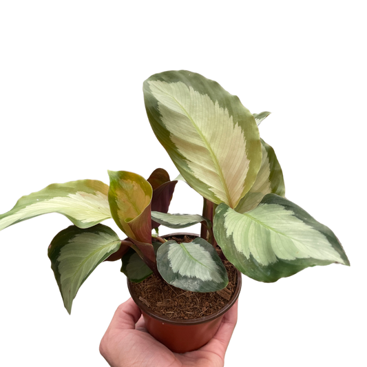 Calathea 'Picturata' - House Salad