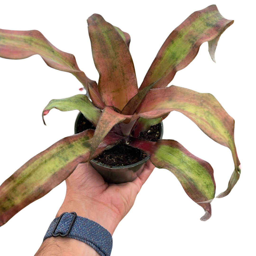 Cryptanthus 'Calypso' - House Salad