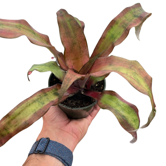 Cryptanthus 'Calypso' - House Salad