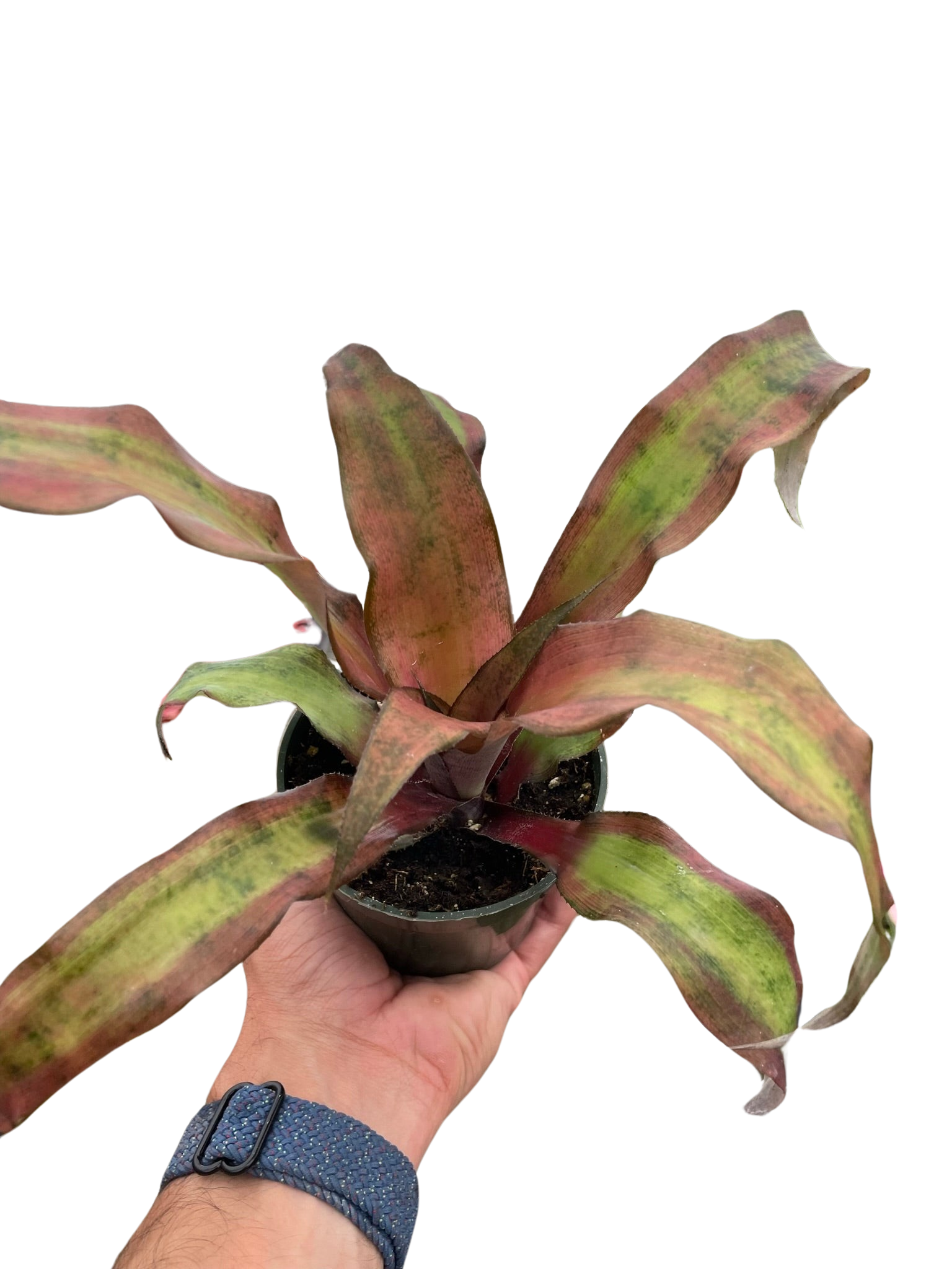 Cryptanthus 'Calypso' - House Salad