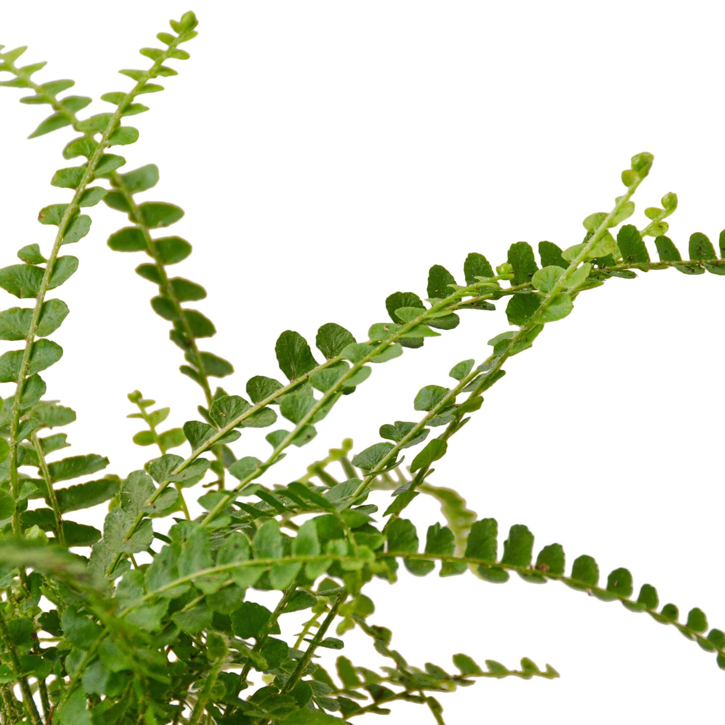 Fern 'Lemon Button' - House Salad