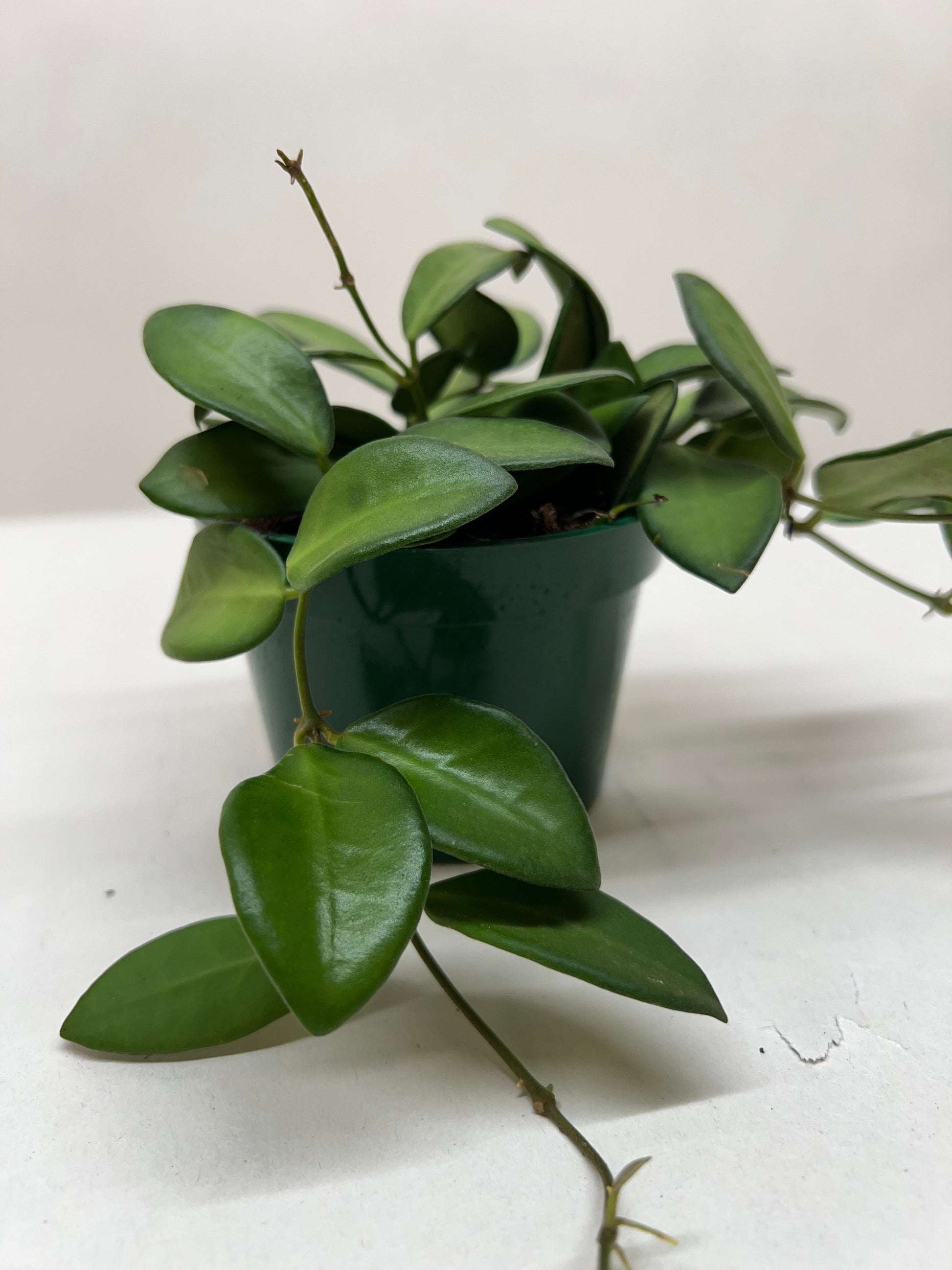 Hoya 'Burtoniae' - House Salad