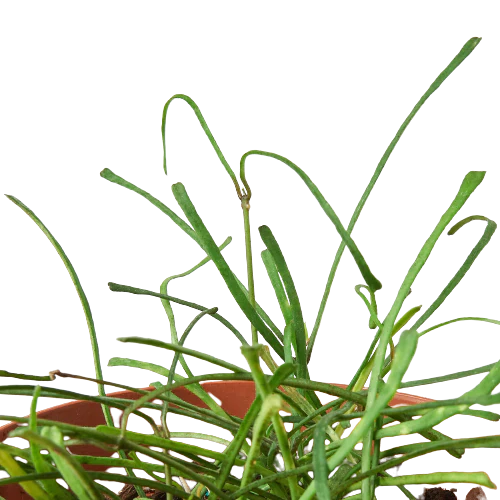 Hoya 'Grass Leafed' - House Salad