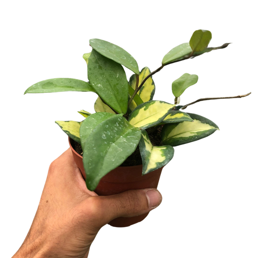 Hoya Carnosa 'Krimson Princess' - House Salad