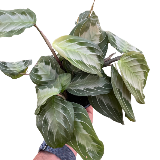 Maranta 'Silver Band' - House Salad