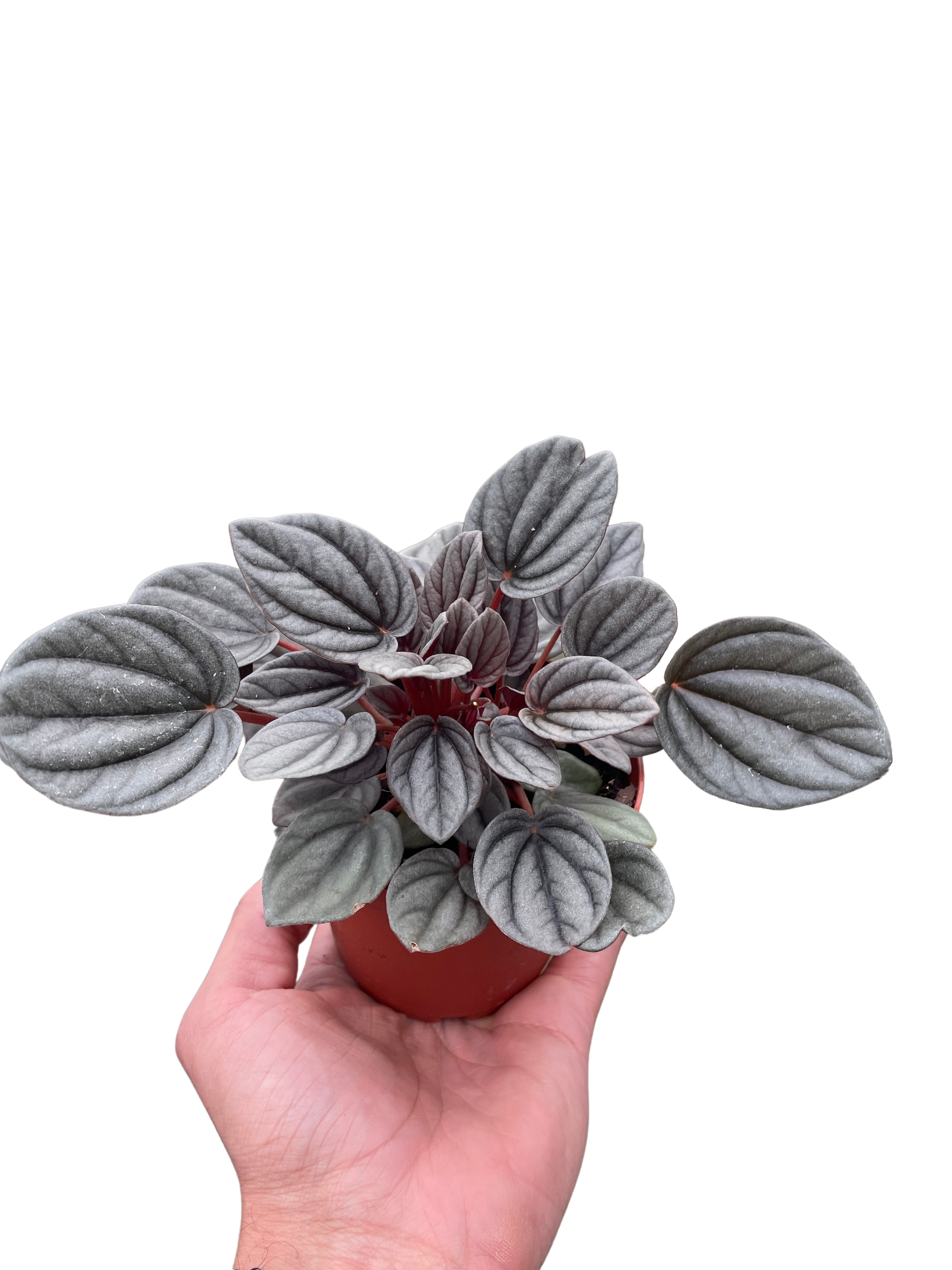 Peperomia 'Mendoza' - House Salad