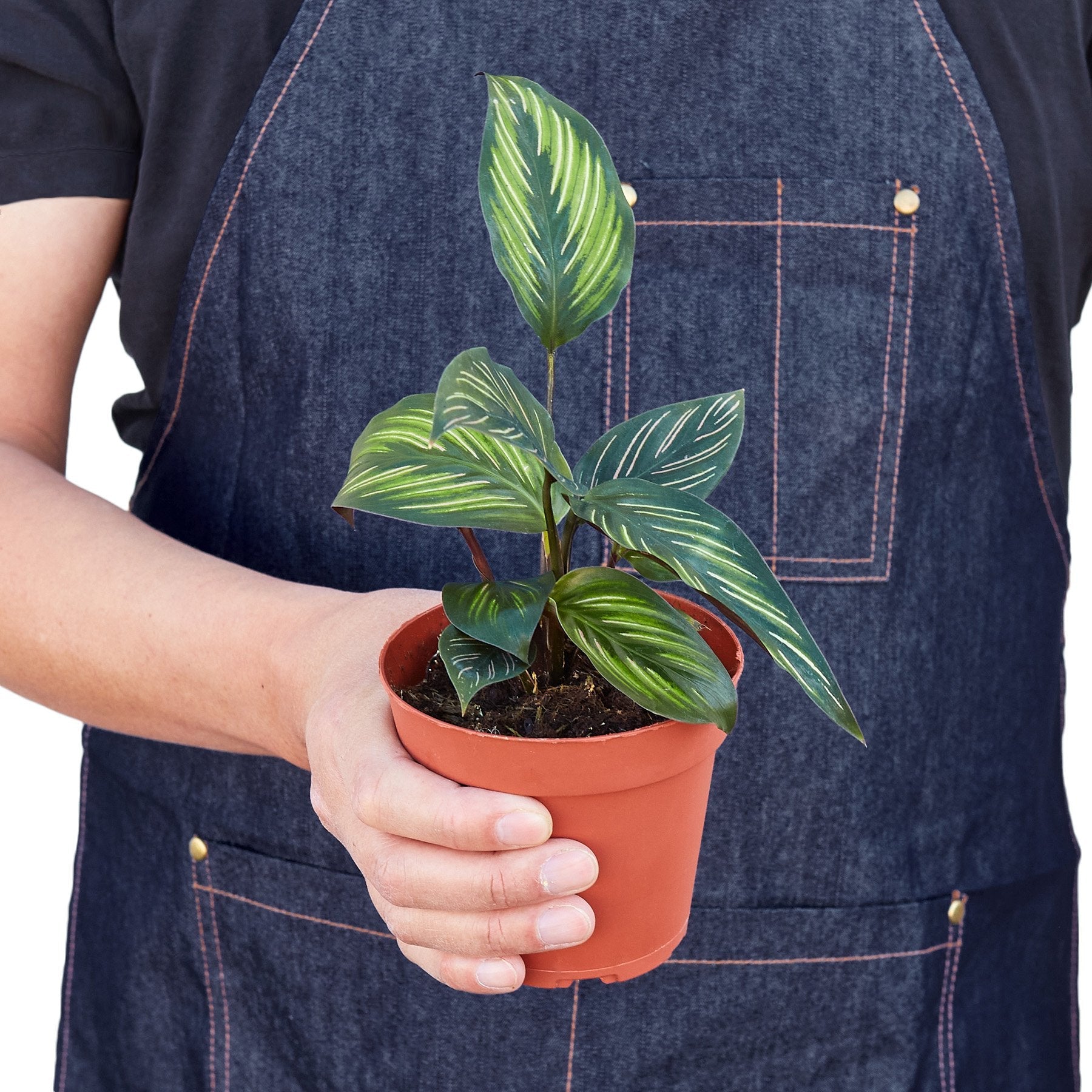 Calathea 'Beauty Star' - House Salad