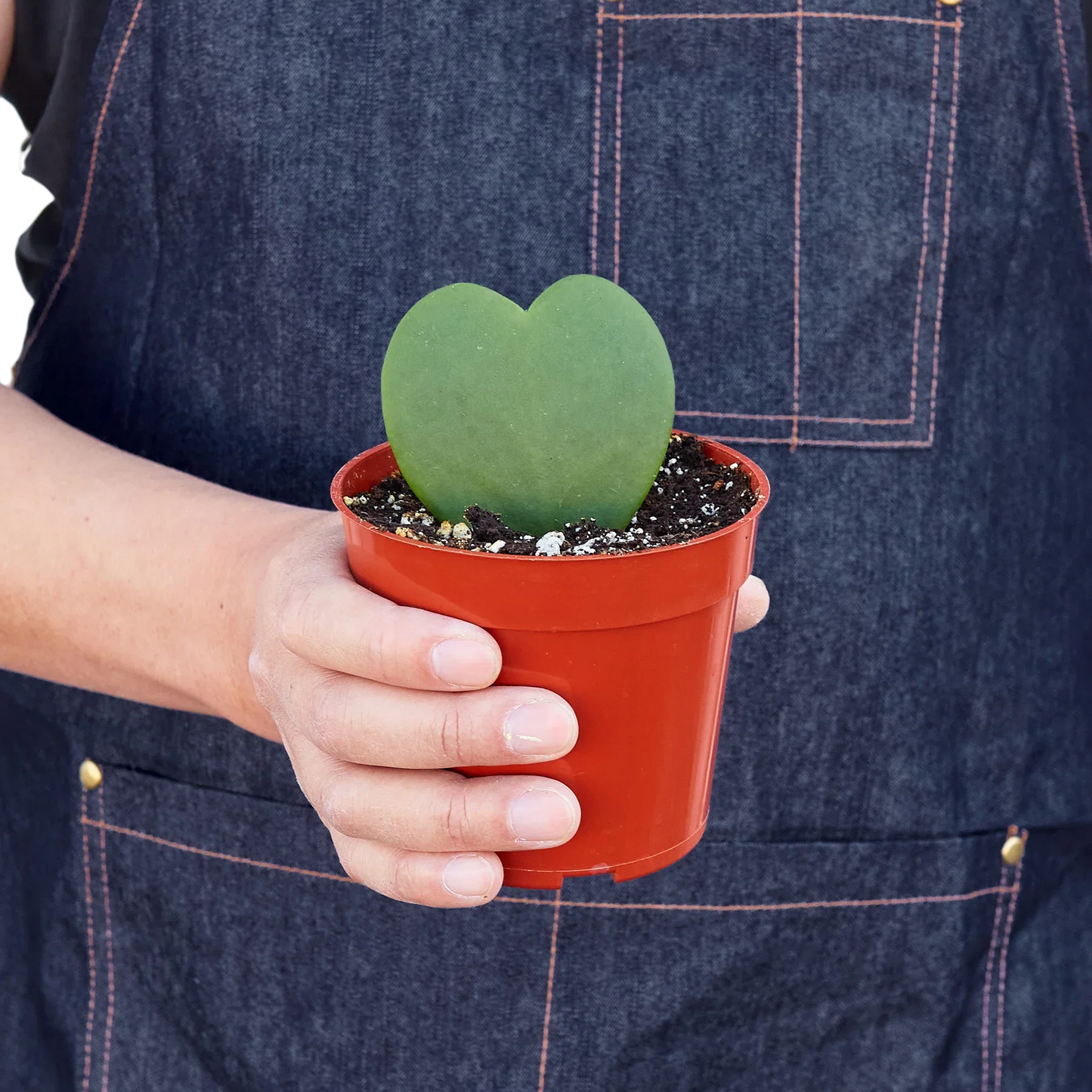 Hoya Sweetheart - House Salad