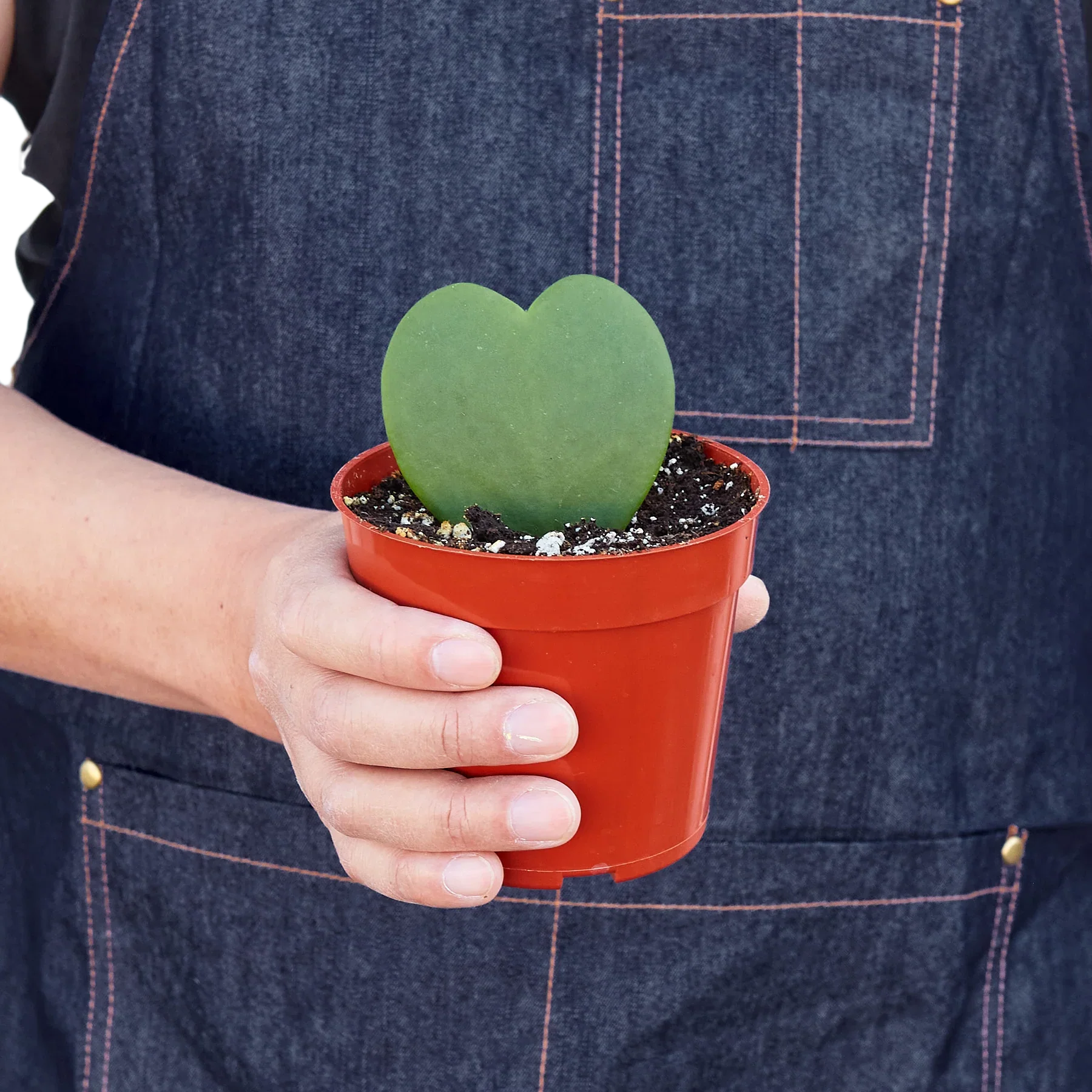 Hoya Sweetheart - House Salad