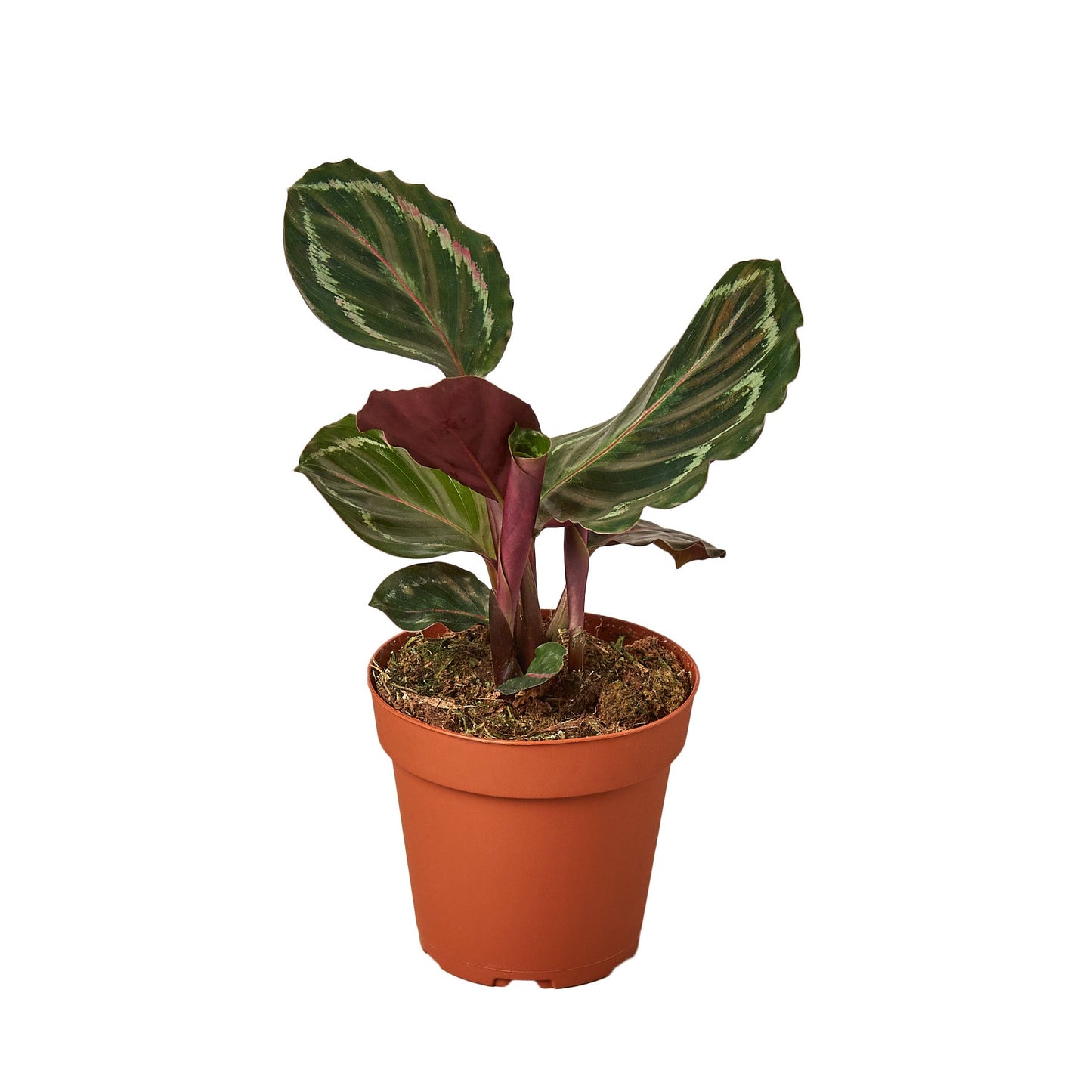 Calathea Roseopicta 'Medallion' - House Salad