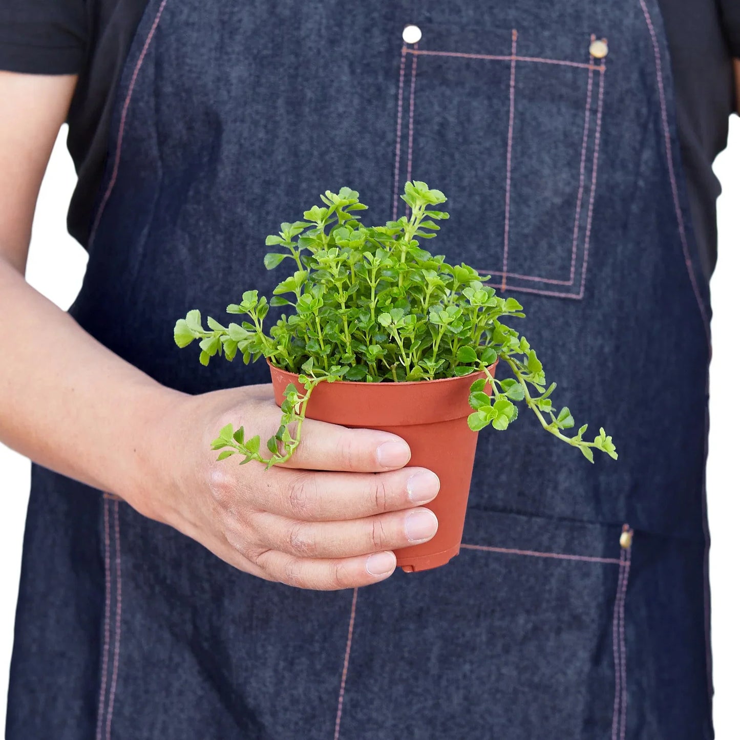 Nettle 'Baby's Tear' - House Salad