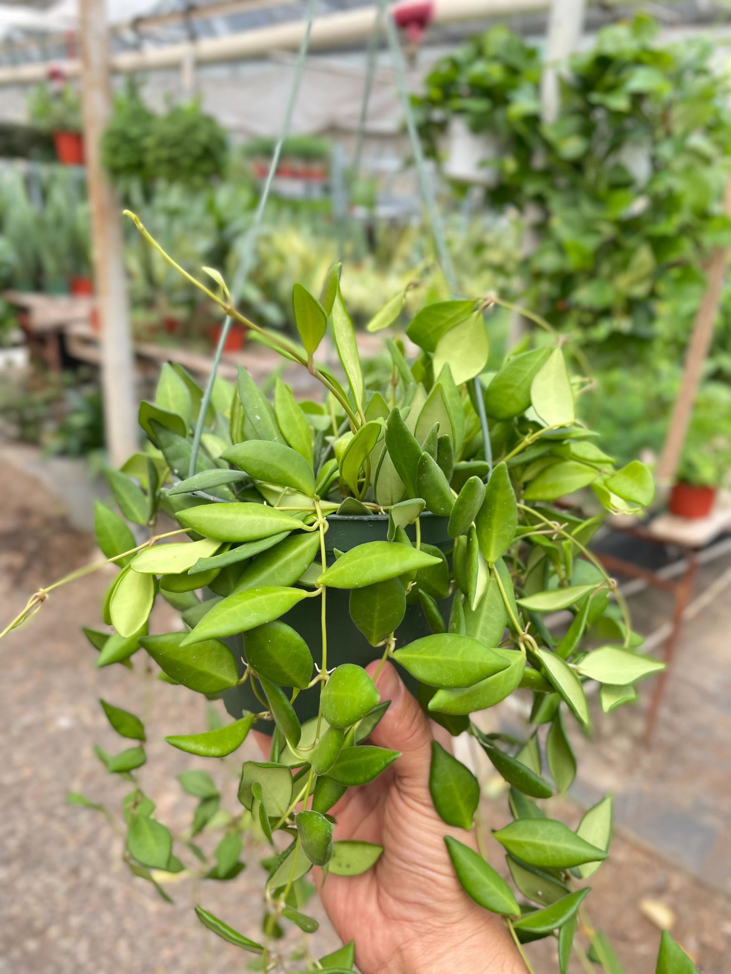 Hoya 'Burtoniae' - House Salad