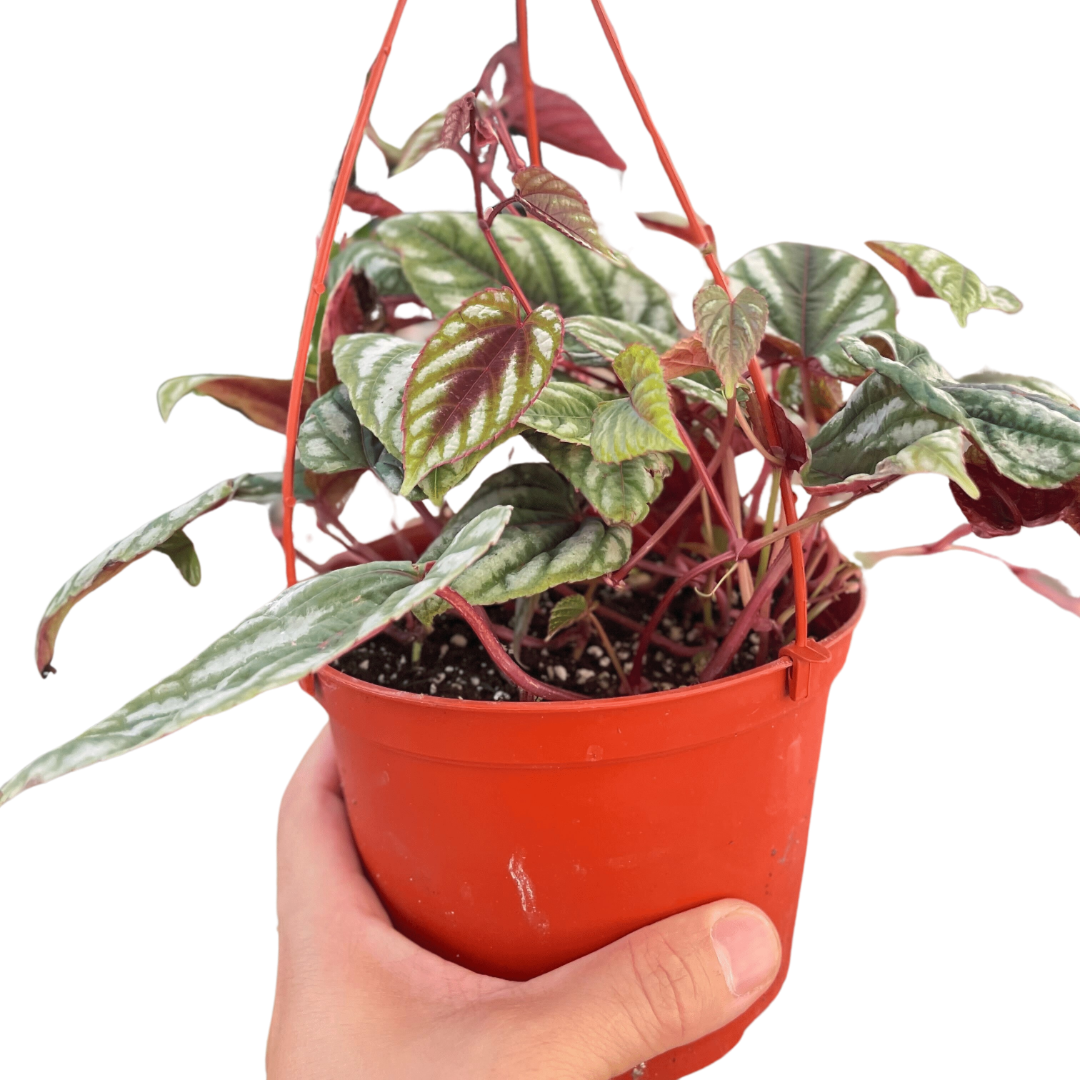 Begonia Rex Vine - 6" Pot - House Salad