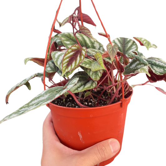 Begonia Rex Vine - 6" Pot - House Salad