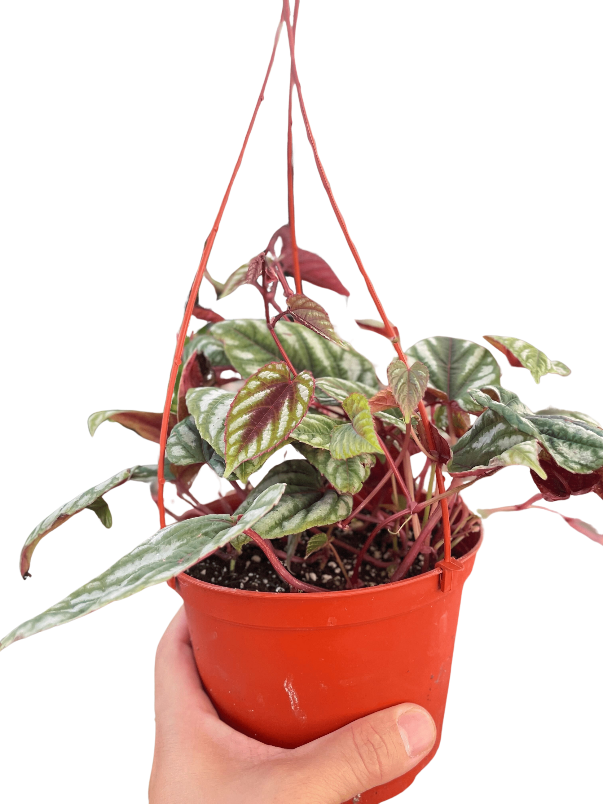 Begonia Rex Vine - 6" Pot - House Salad