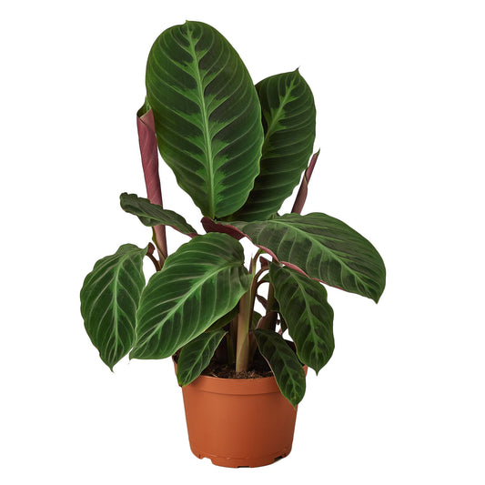 Calathea 'Warscewiczii' - 6" Pot - House Salad