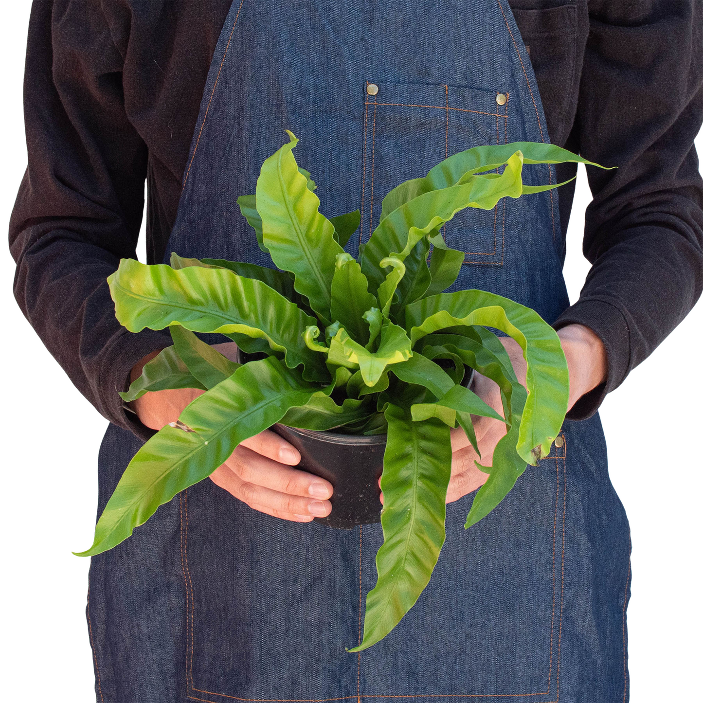 Fern 'Bird's Nest Hurricane' - House Salad