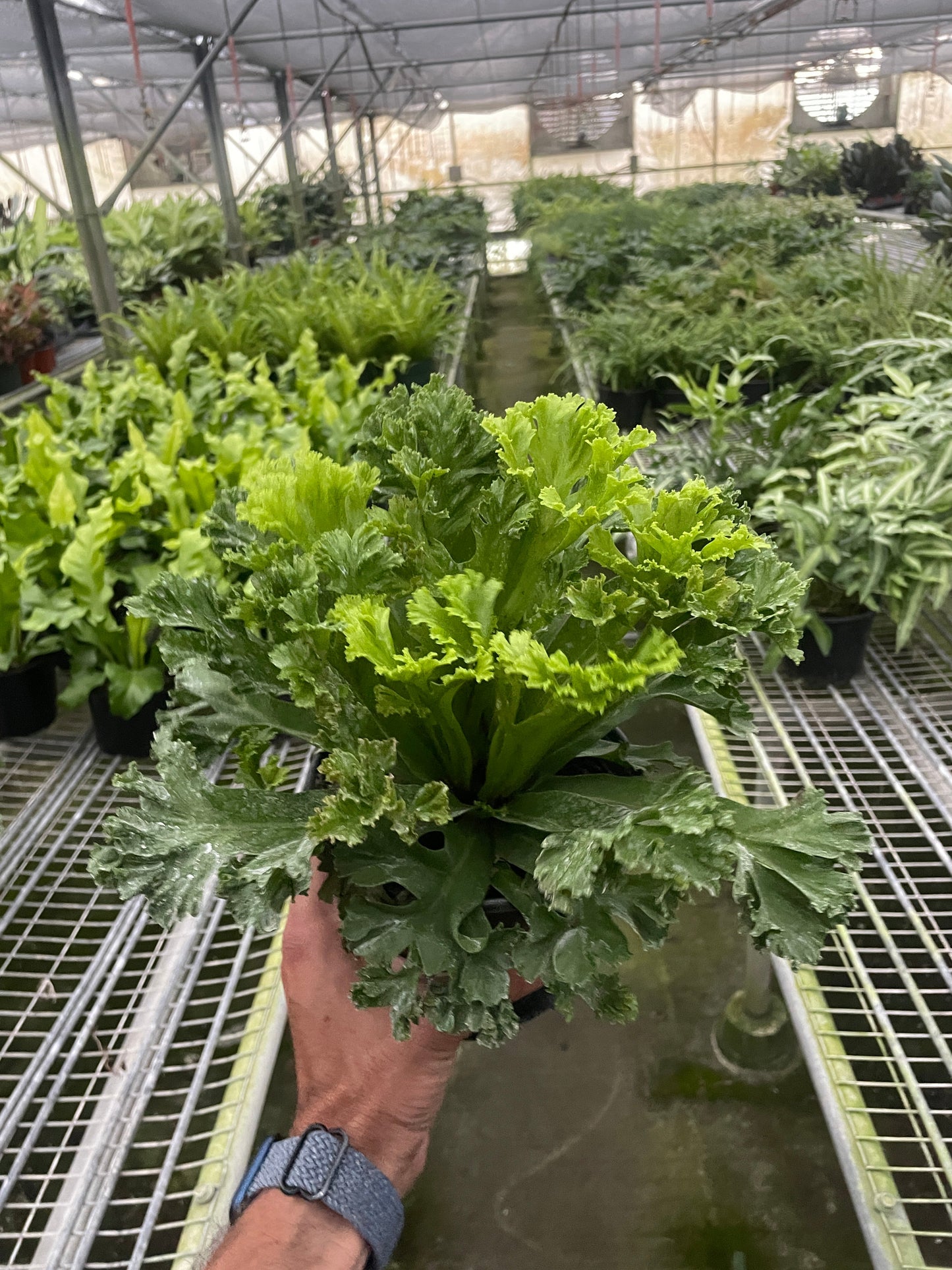 Bird’s Nest Leslie Fern - House Salad