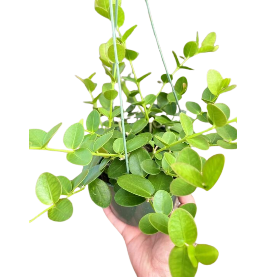 Hoya Cumingiana - House Salad