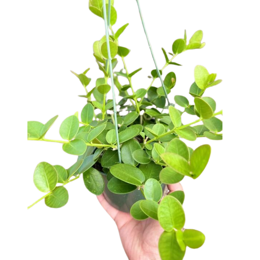 Hoya Cumingiana - House Salad