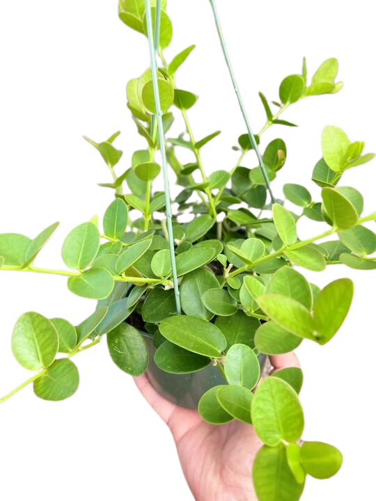 Hoya Cumingiana - House Salad