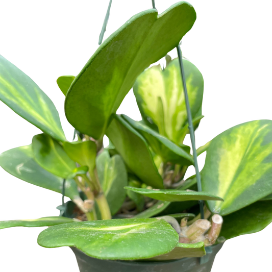 Hoya Heart 'Reverse Variegata' - House Salad