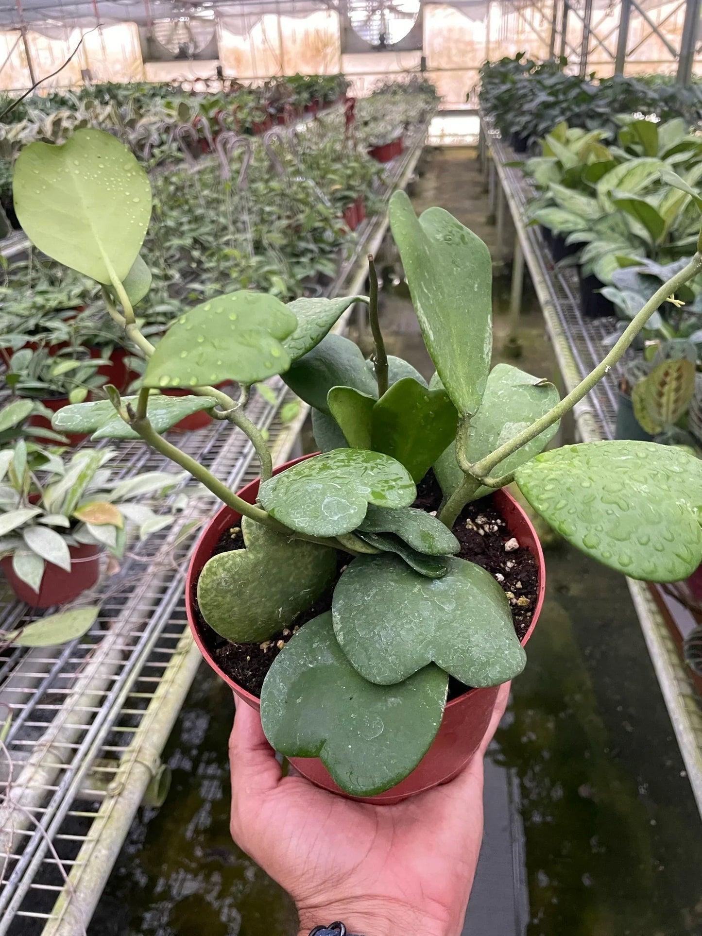 Hoya Sweetheart - House Salad