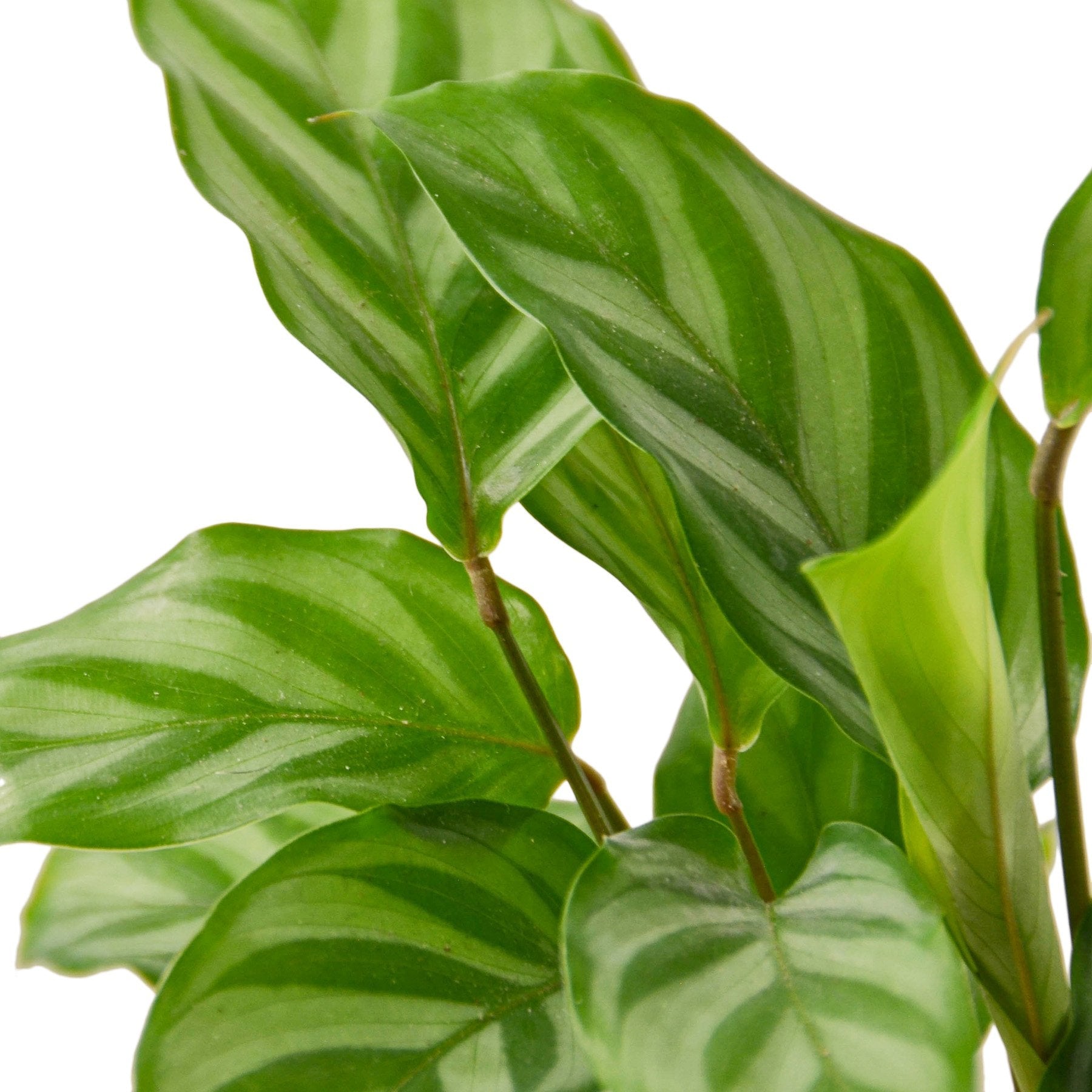 Calathea Concinna 'Freddie' - House Salad