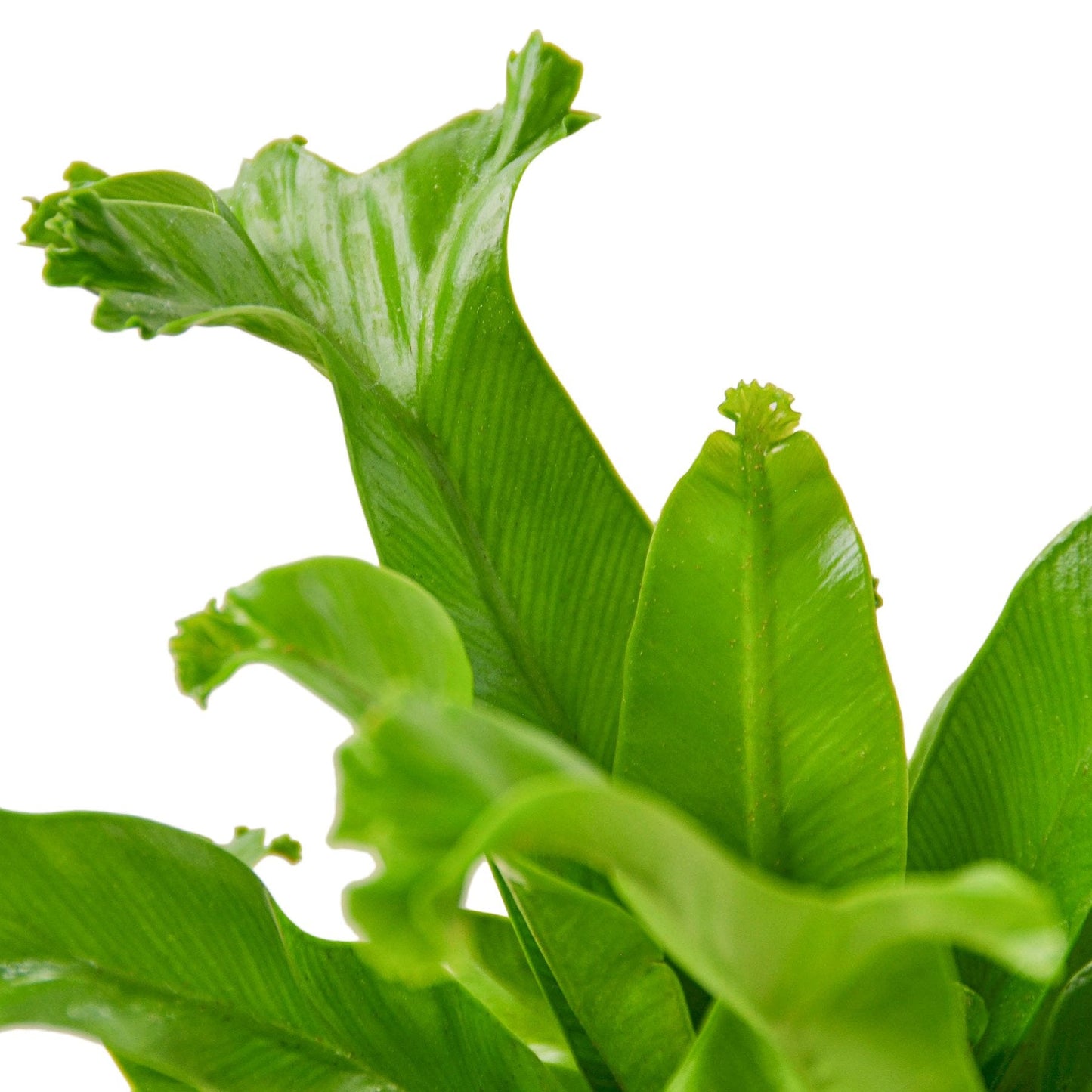 Bird’s Nest Leslie Fern - House Salad